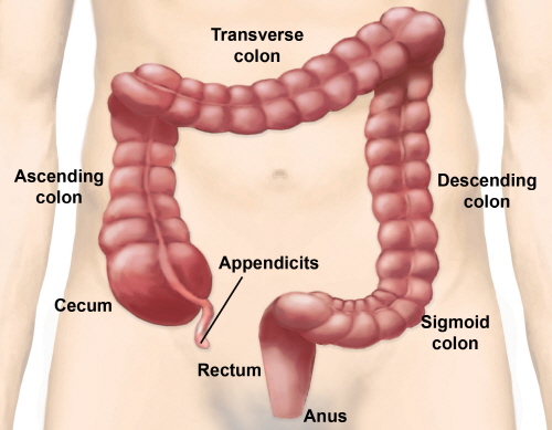 소화기관의 하나인 대장(large intestine)